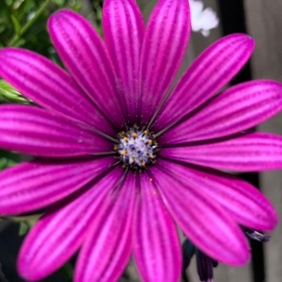 Meet your Posher, Natalie - Picture 1 of 1